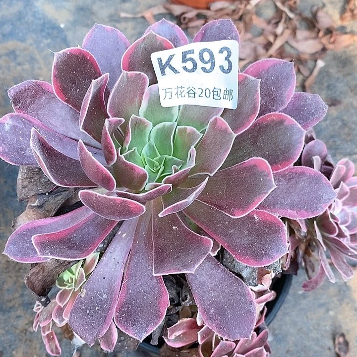 593金丝却多肉植物