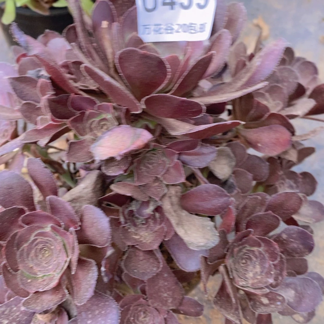 【闪购商品】439圆叶