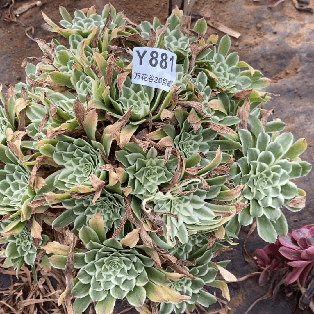 【闪购商品】881碧浪