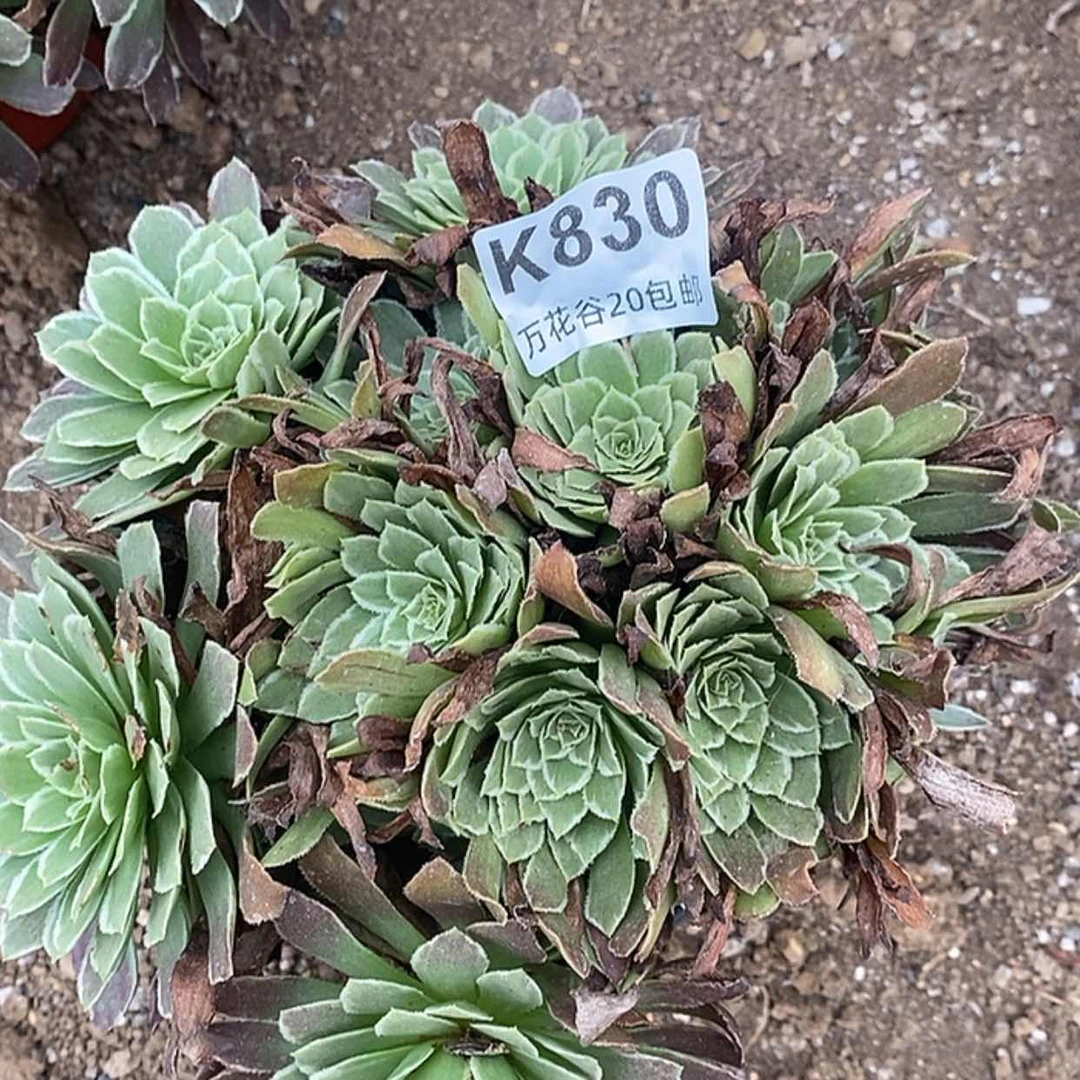 【闪购商品】830金丝楠木