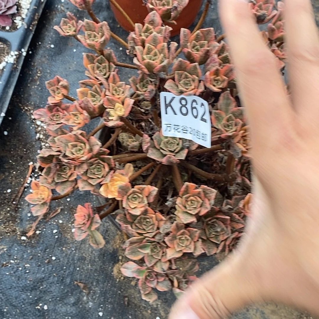 【闪购商品】862甜茶