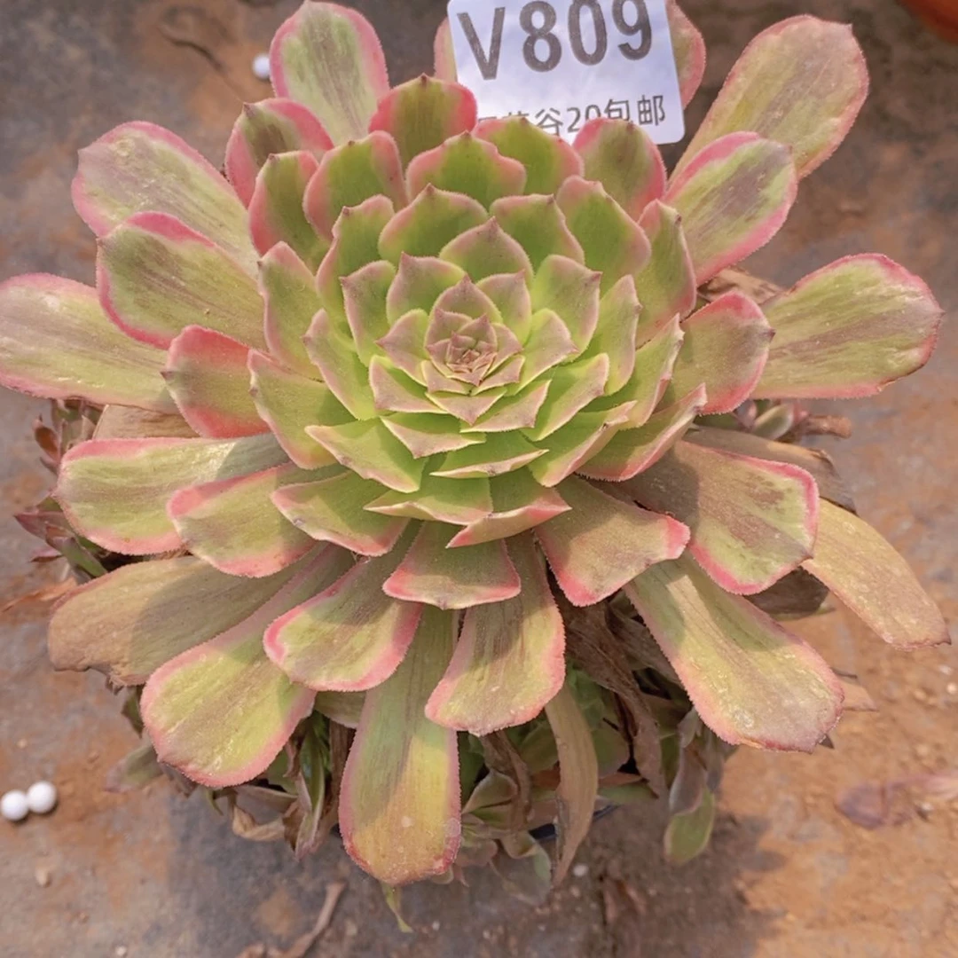 【闪购商品】809粉黛多肉