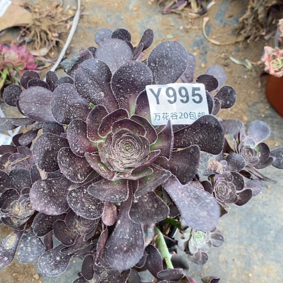 【闪购商品】995圆叶