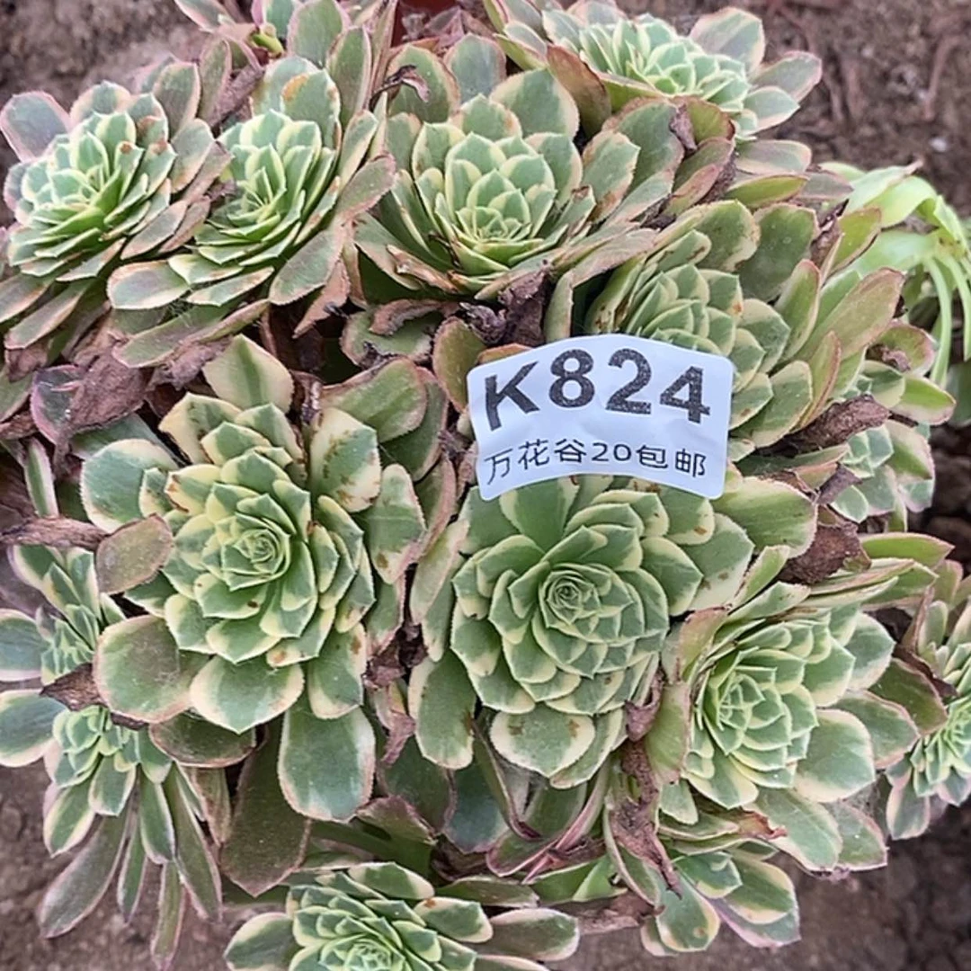 【闪购商品】824朝霞绣球