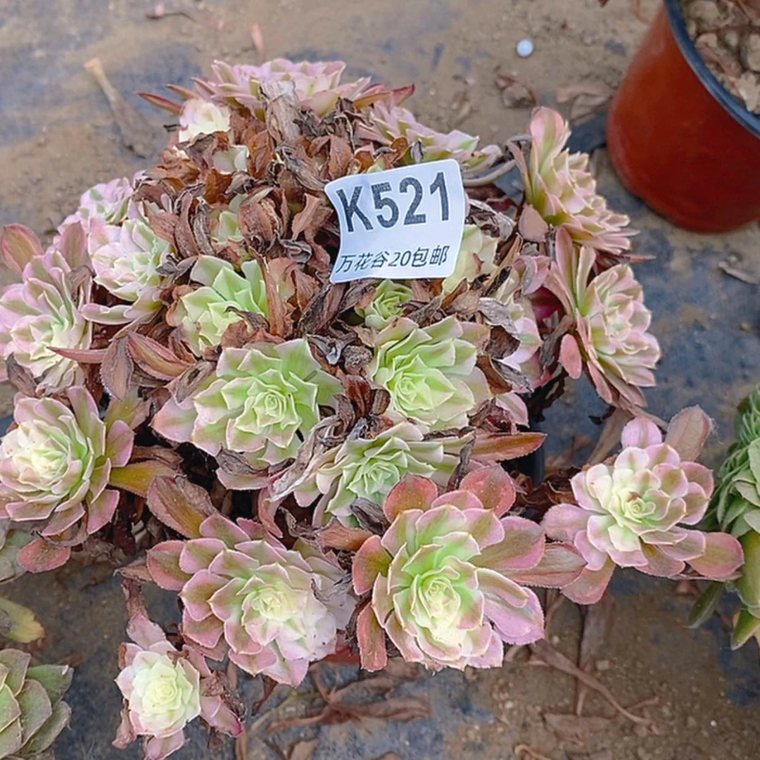 【闪购商品】521红铜白绣球