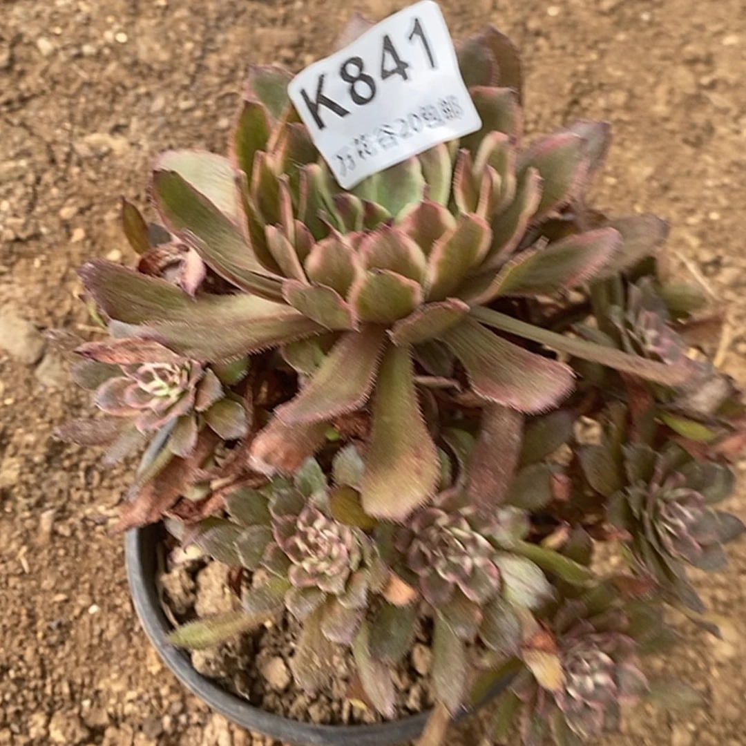 【闪购商品】841紫霞仙子