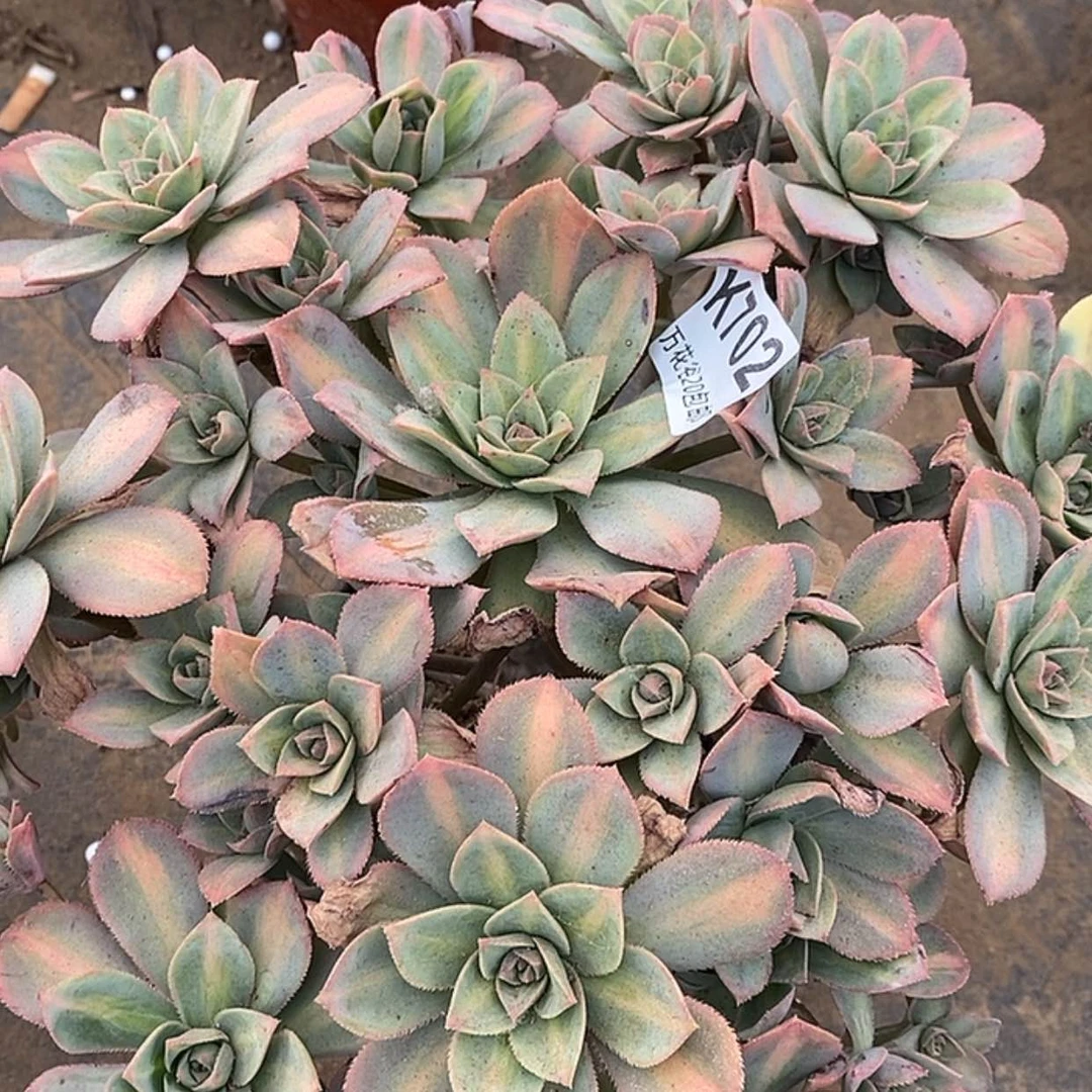 【闪购商品】702星辰