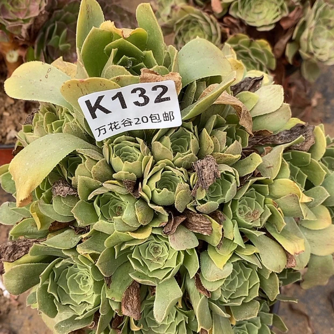【闪购商品】132绿羊绒