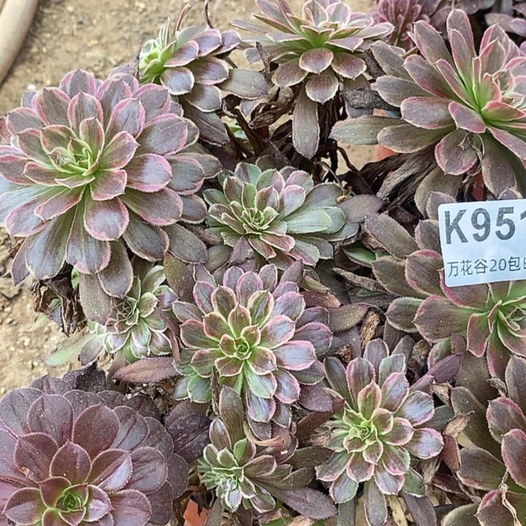 【闪购商品】航**艺951铜菊