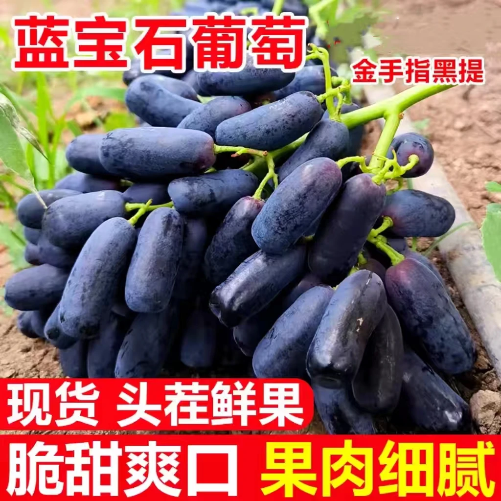 (冷链运输）正宗蓝宝石葡萄无籽金手指美人指黑提子新鲜水果