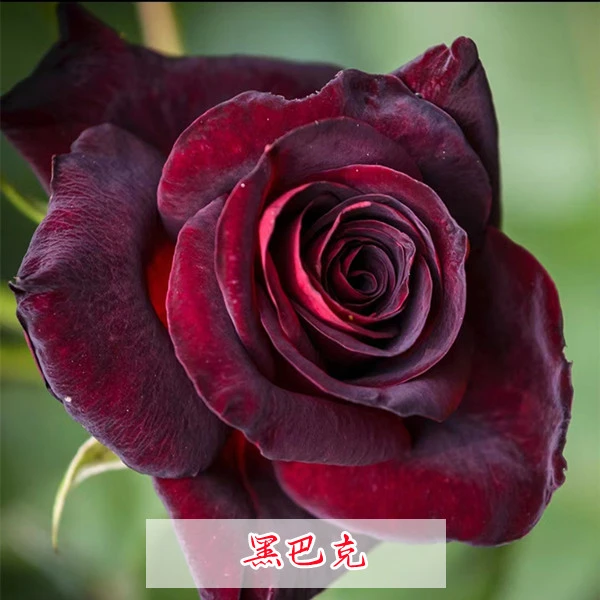 黑巴克玫瑰花苗 四季开花 绿植盆栽月季花卉新鲜养护花开种植发货