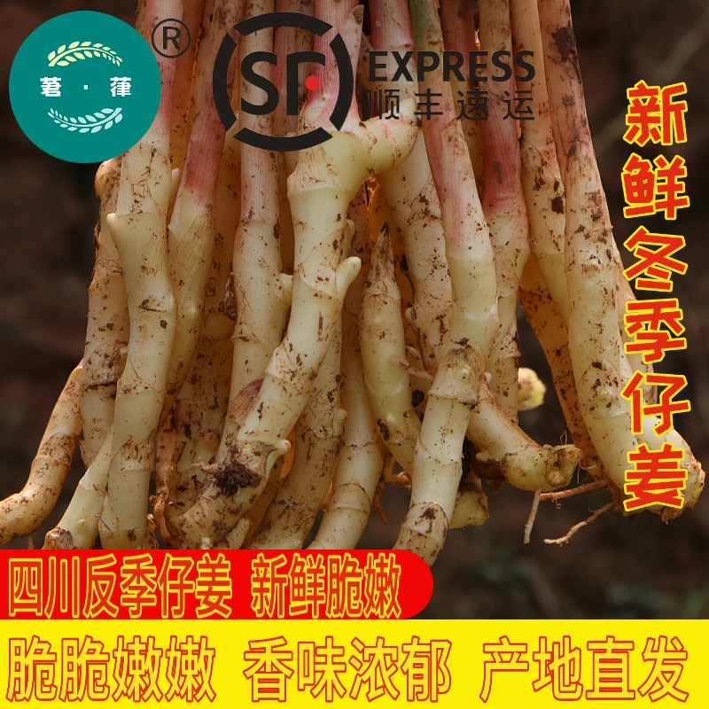 【 顺丰快递 四川新鲜仔姜】竹根姜嫩姜仔姜嫩姜子姜0.5/1/3/4/5斤