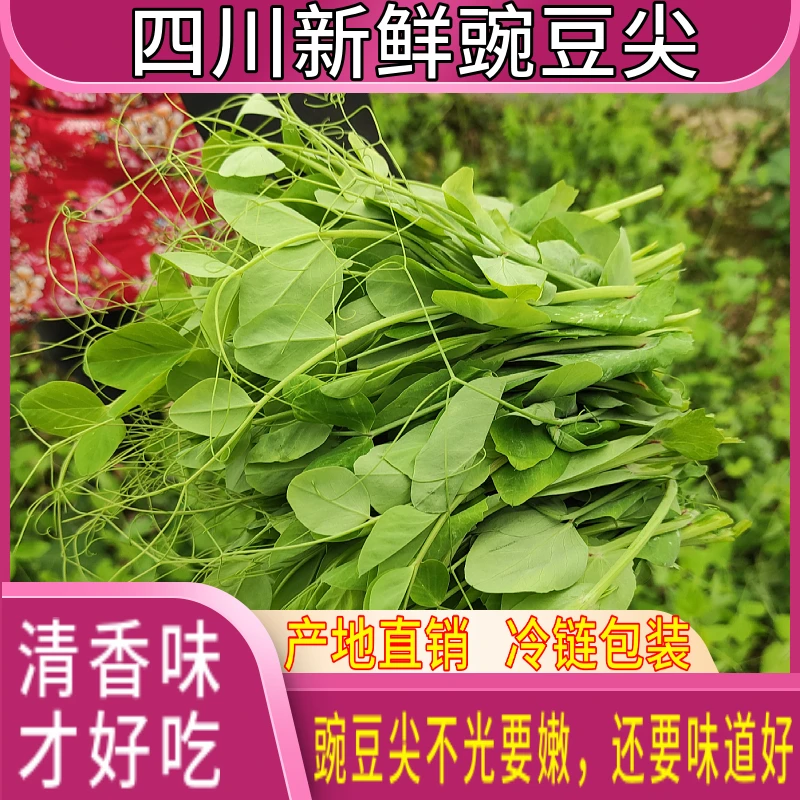 【70% 嫩度豌豆尖】四川现摘现发新鲜豌豆尖豌豆苗0.5/1/2/3/4斤