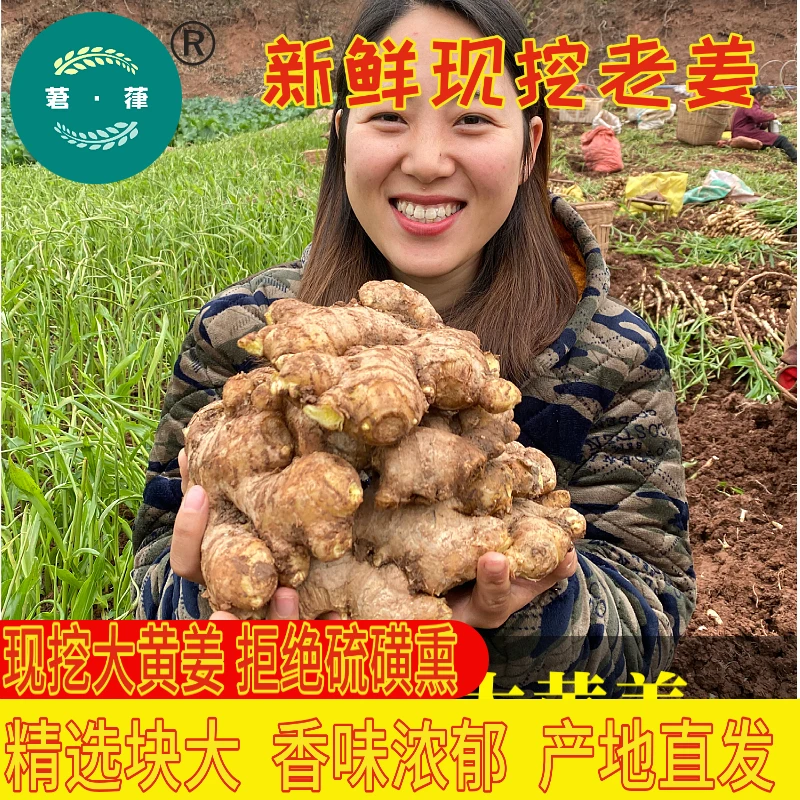 【四川优质大黄姜  普通快递】现挖现发老黄姜老姜土姜1/3/5/8斤装