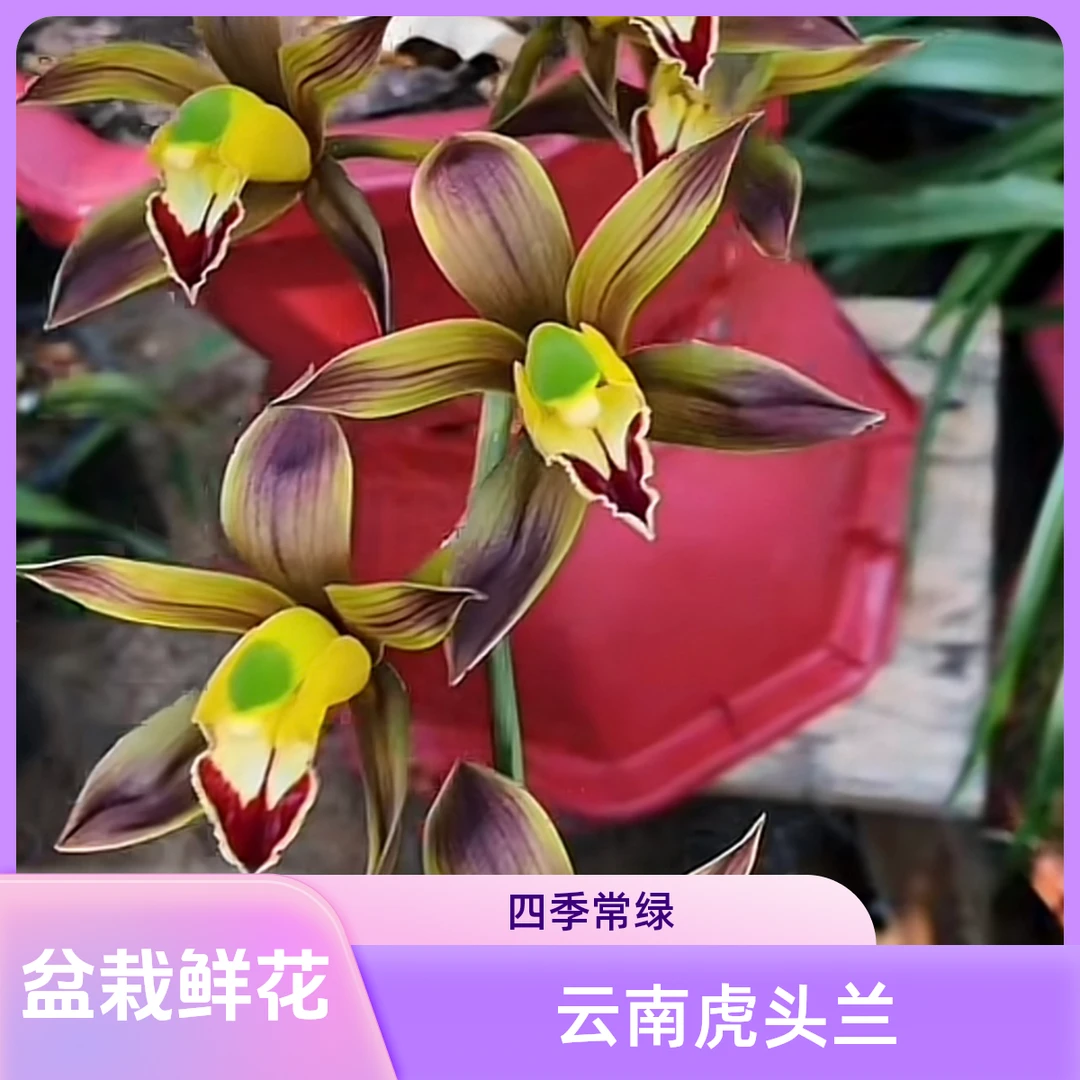 云南虎头兰花盆栽新鲜植物四季春兰建兰黄花美观