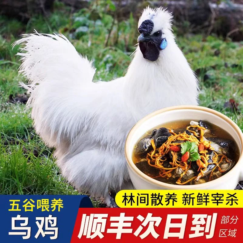拍2只送一只 顺丰包邮带内脏5-6斤三只 现杀乌鸡送料包