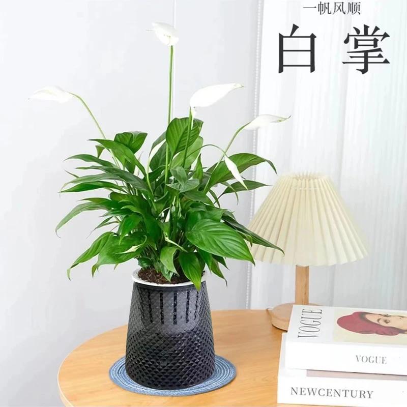 白掌四季开花植物室内办公室桌面美观四季常青净化空气绿植