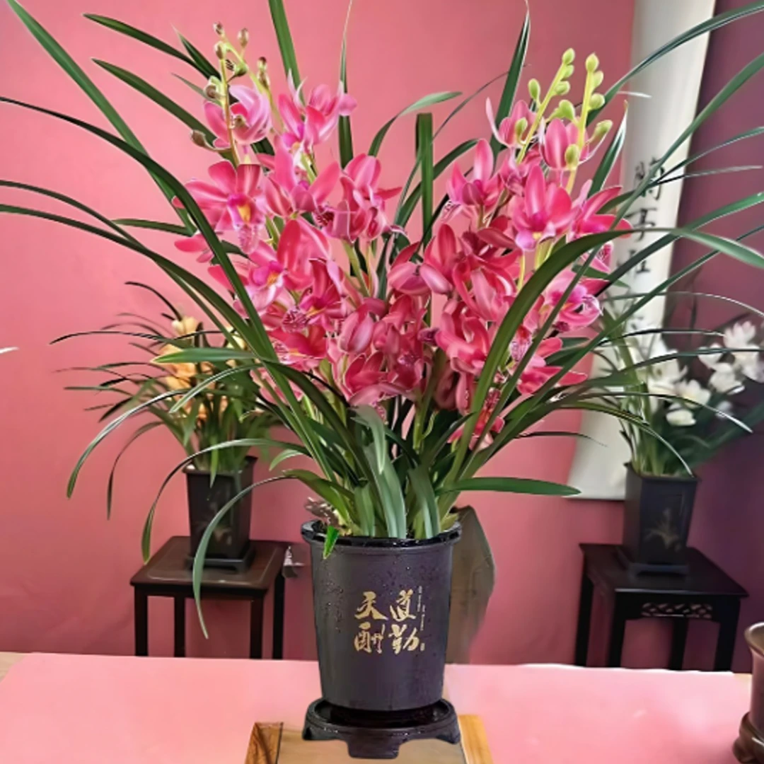 红宝石兰花盆栽带花剑建兰四季开花好养浓香型绿植