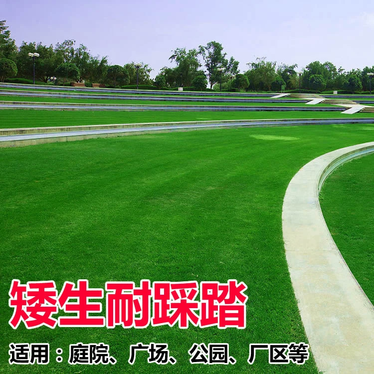 各种草坪种子草籽种子四季常青绿化地毯草黑麦草高羊茅护坡草皮种