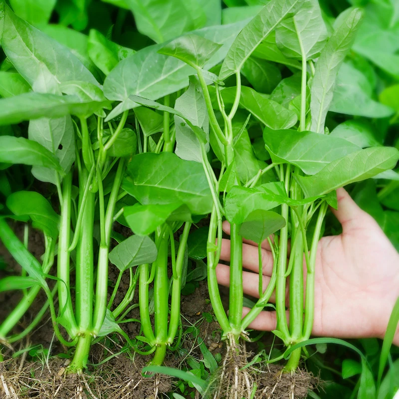 【拍三送一】空心菜种子三叉空心菜大叶空心菜白梗柳叶空心菜种子