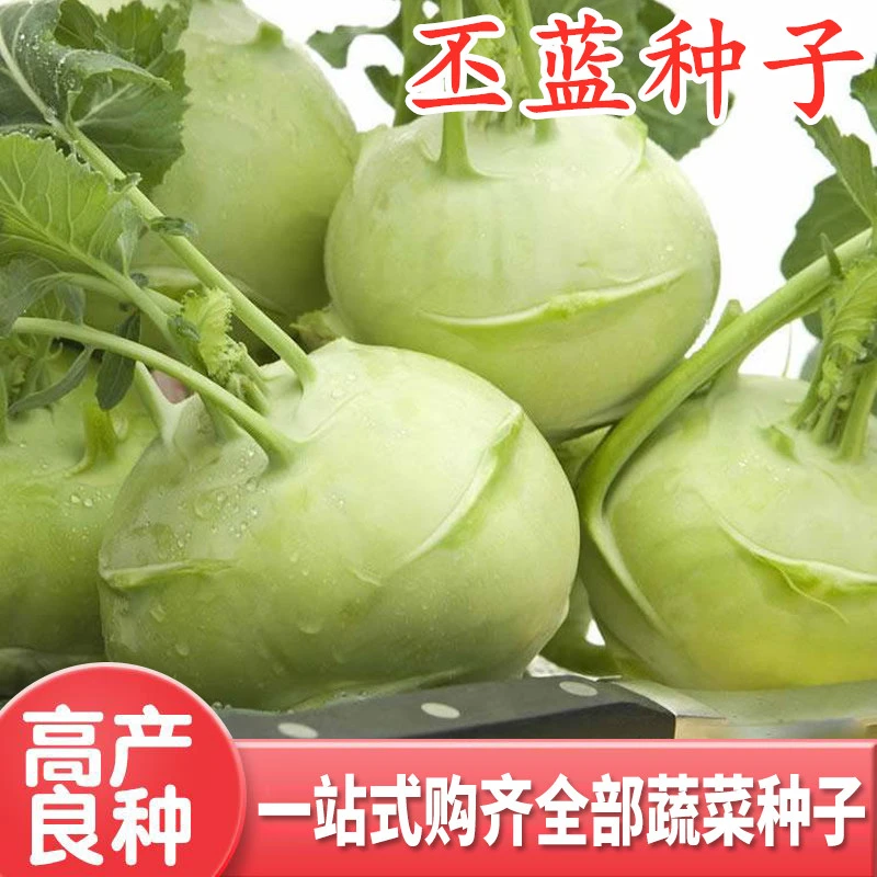 拍三送一青苤蓝种籽水果苤蓝庭院盆栽春夏秋阳台种植蔬菜种子