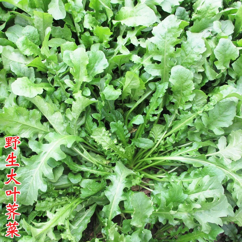 荠菜种子【拍二送一】食用大叶野菜种籽农家四季地栽盆栽荠菜青菜籽