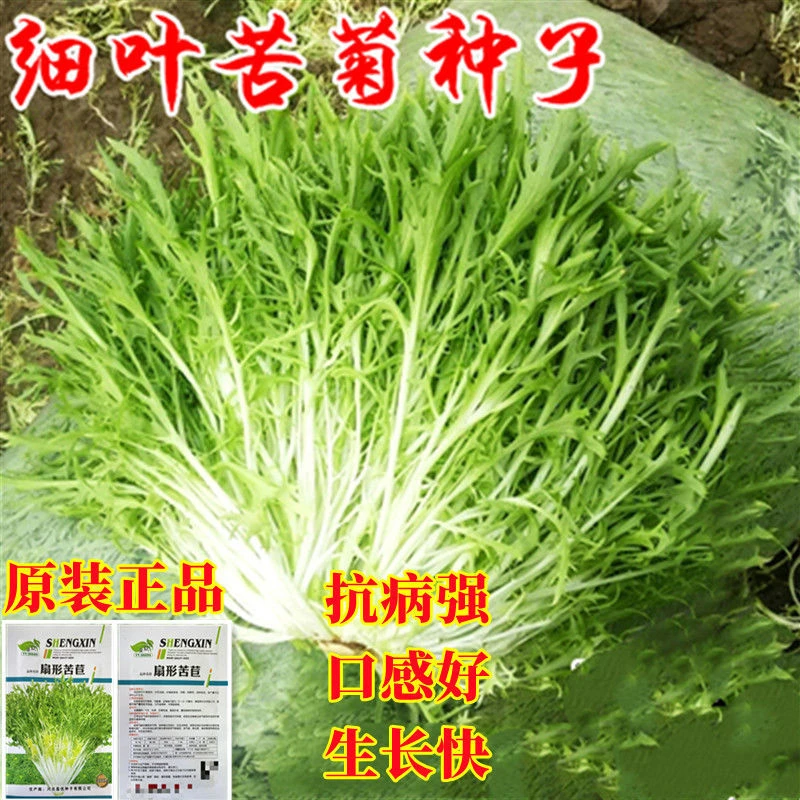 籽种拍三送一细叶黄心金花苦菊种籽绿叶碎叶苦菊蔬菜种子盆栽