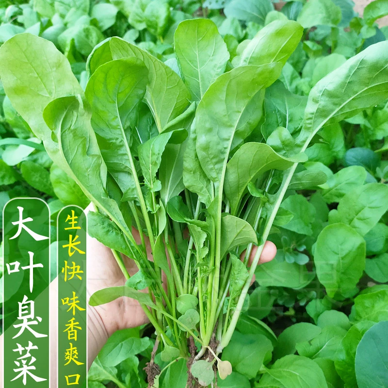 籽种拍三送一大叶臭菜种子芝麻香菜种籽四季小青菜种籽蔬菜简单