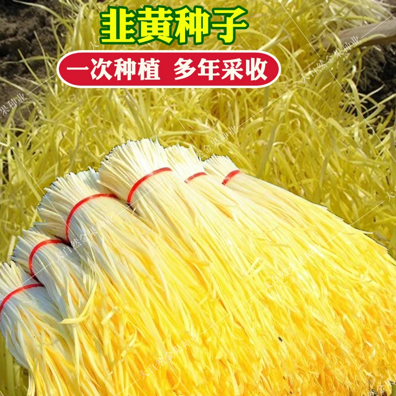 籽种四季种植韭黄种子家庭种植蔬菜种子生长收获耐寒蔬菜