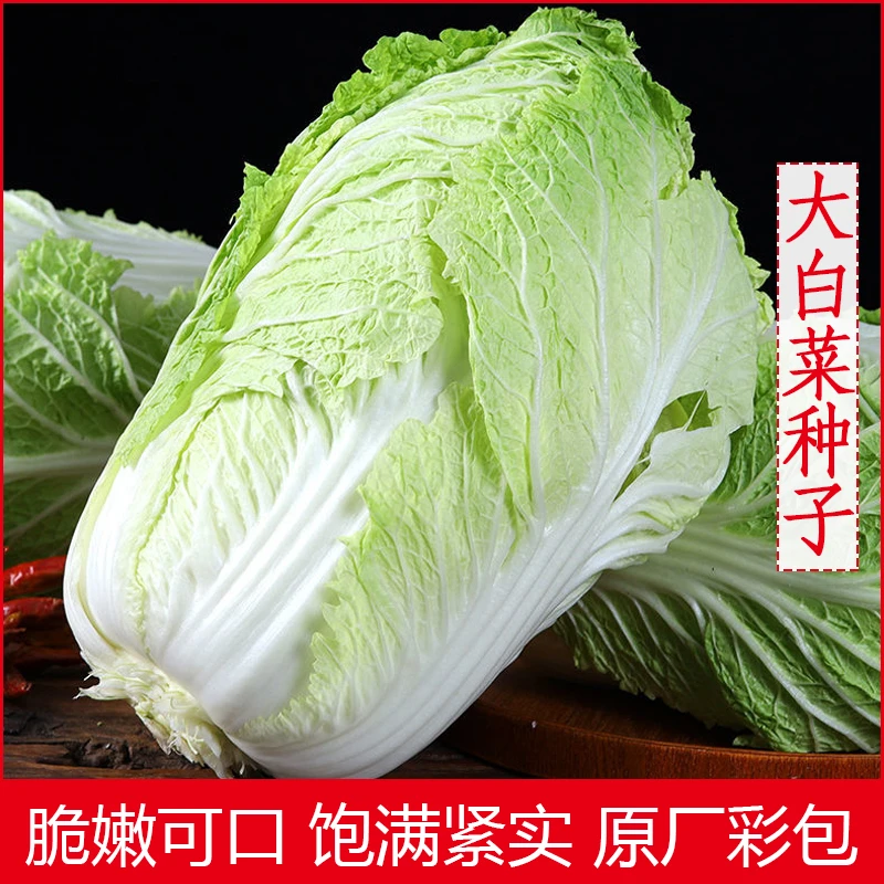拍三送一娃娃菜/鸡蛋黄/抗热先锋大白菜/福禄双星、天津绿白菜种子