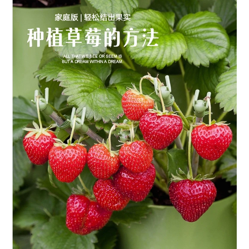 拍三送一四季播种红草莓/奶油白草莓种子瓜果蔬菜水果盆栽种子