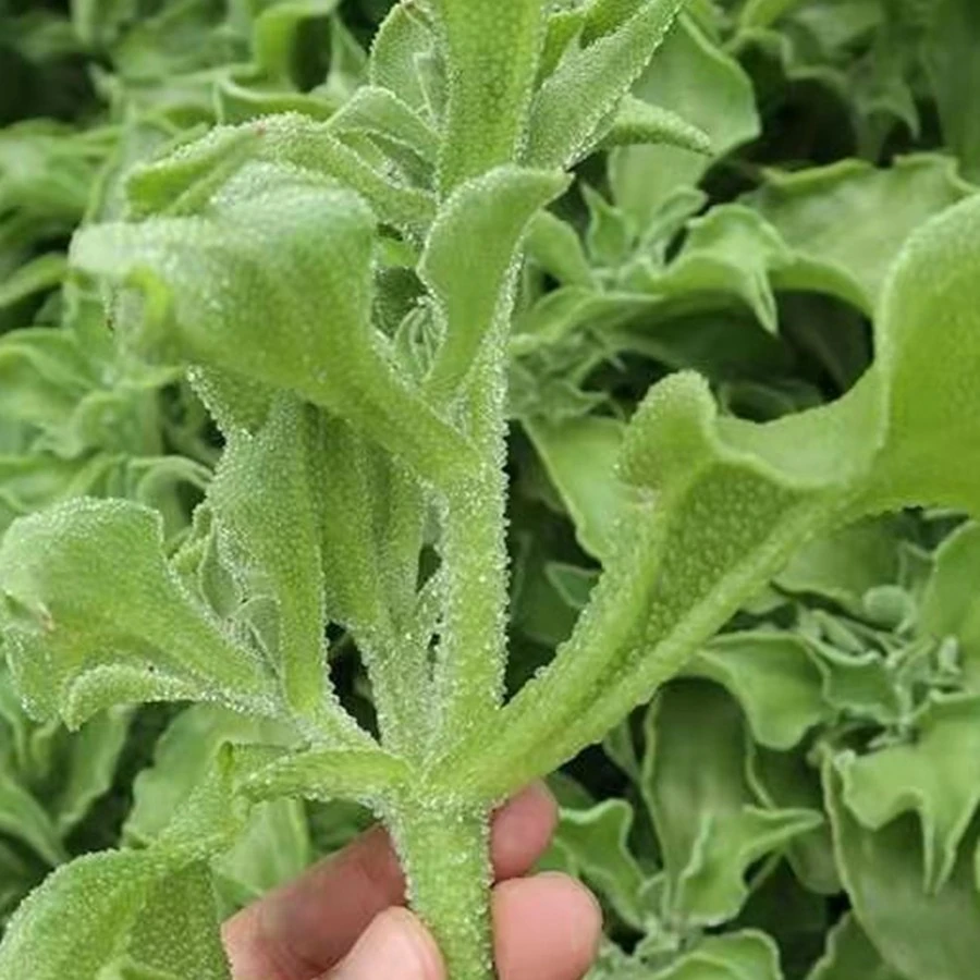 【水晶冰菜】种籽阳台蔬菜种子大全四季盆栽冰草种子播种