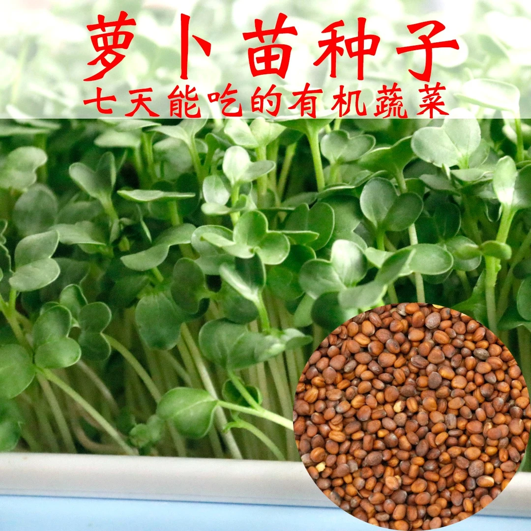 拍三送一四季速生萝卜苗种子阳台水培蔬菜易种健康娃娃菜