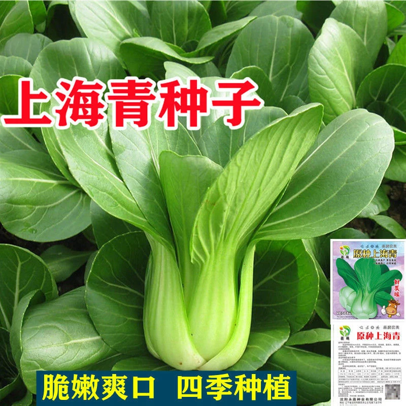 拍三送一上海青/苏州青/鸡毛菜/高梗青/紫霞油菜/矮脚白蔬菜种子