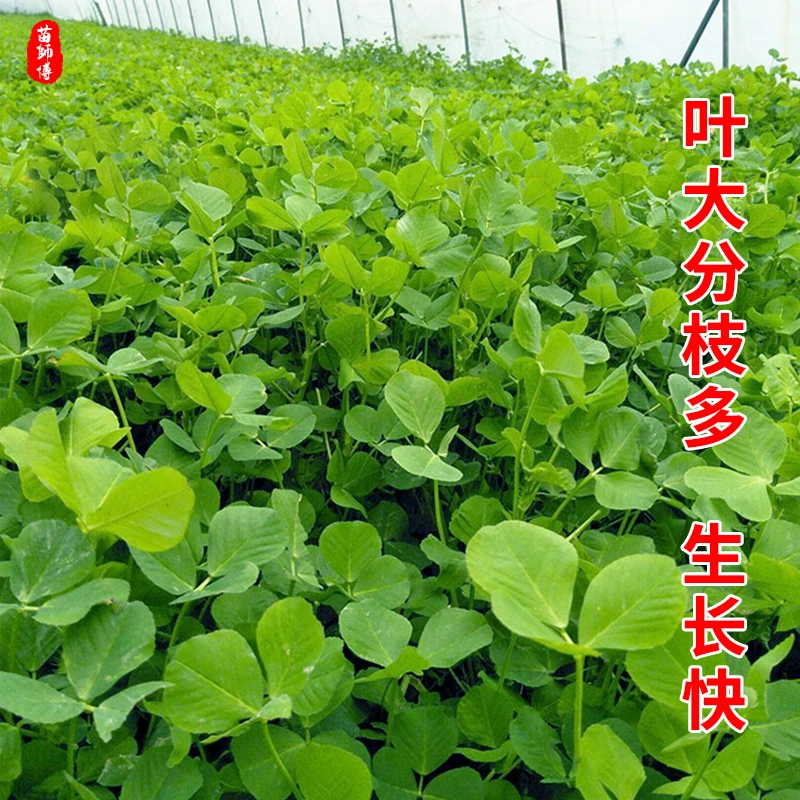 【拍三送一】黄花草头种子金花菜籽大叶黄花草头种籽特色四季新鲜