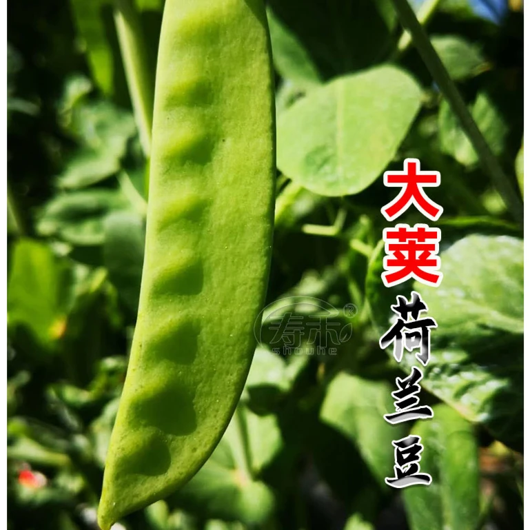 籽种拍二送一荷兰豆种籽四季甜蔬菜种籽籽种莱籽尖简单无渣生长