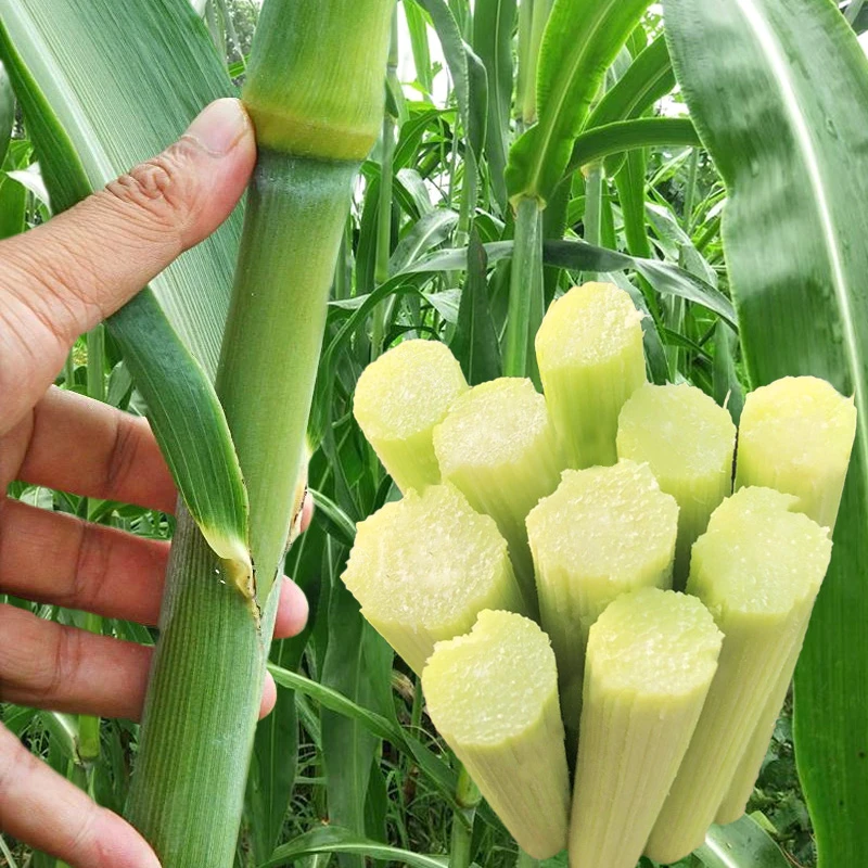 籽种拍三送一北方甘蔗种子青皮小甘蔗种籽甜杆高粱种植耐旱生长