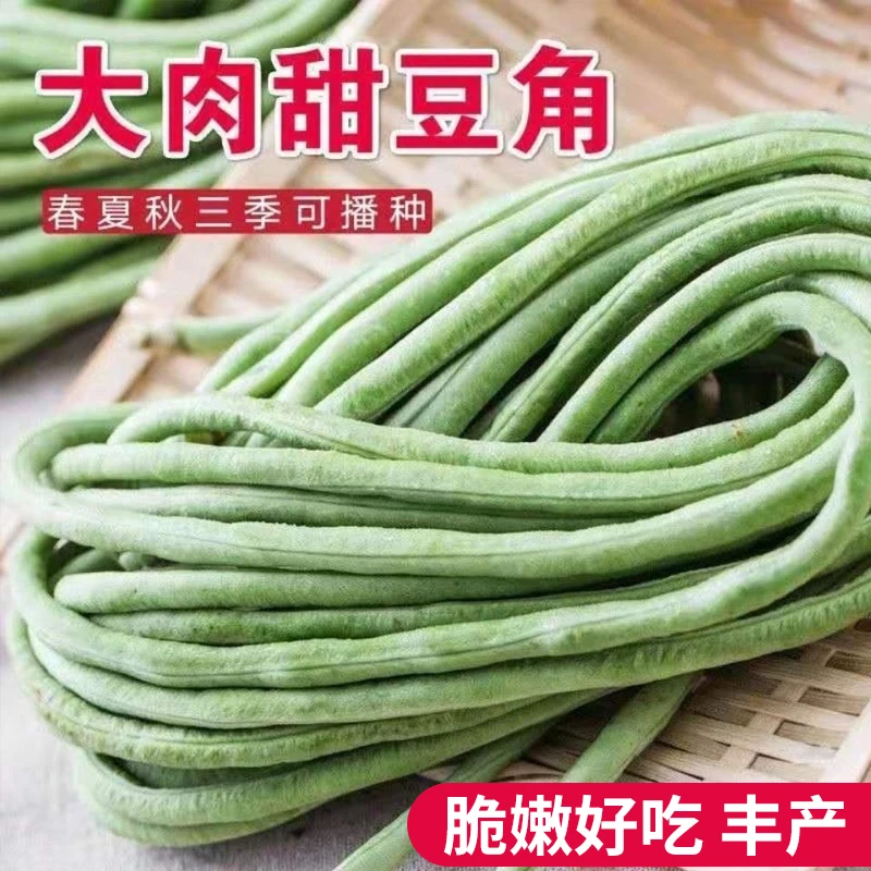 【拍三送一】长豆角种子/红无架豆/天天摘不败家庭种植优质发芽
