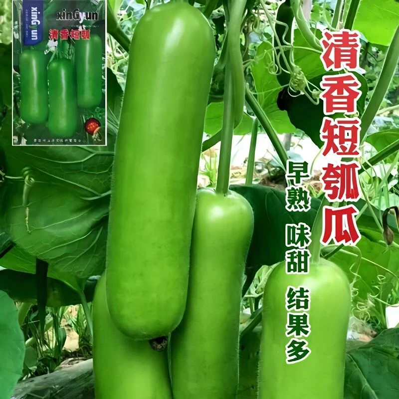 早熟瓠瓜种短棒高产瓠子瓜籽四季蔬菜种孑简单