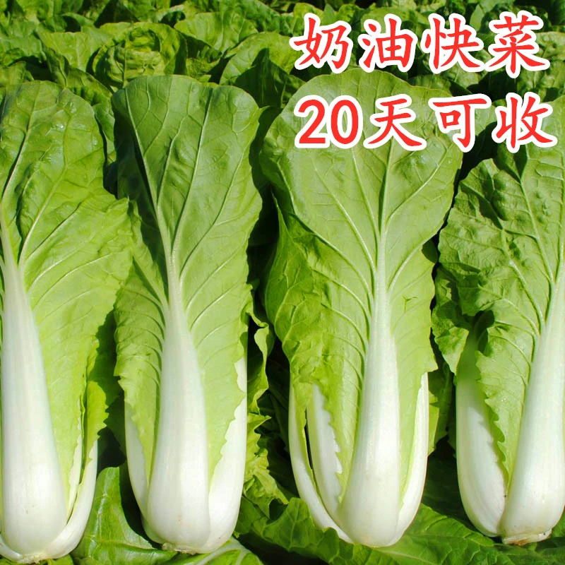 【拍二送一】奶油快菜种子/奶油小白菜种籽/小青菜四季速生蔬菜种植