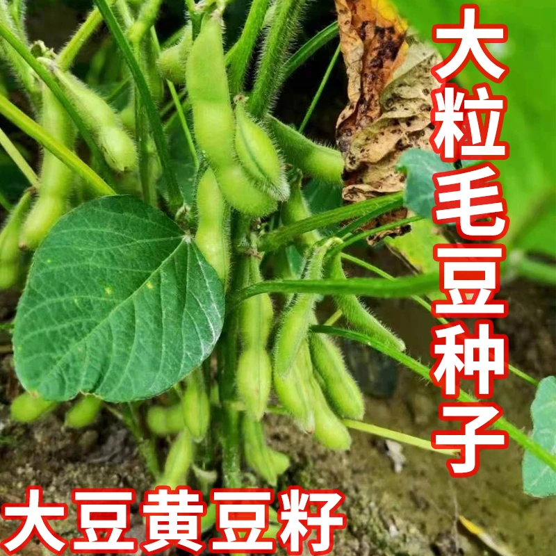 籽种拍三送一鲜食毛豆种子早熟高产特大黄豆种籽青豆大豆蔬菜种孑