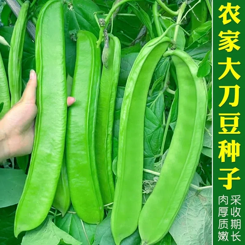 籽种拍三送一刀豆种子霸王大刀豆种籽巨型大豆角种籽四季爬藤豆角