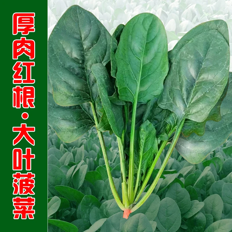 拍三送一大叶菠菜种子耐热耐寒四季适宜高产蔬菜种籽春秋冬播种