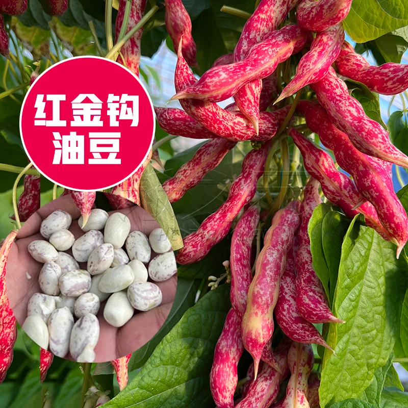 拍三送一红金钩油子早熟高产抗病耐热四季蔬菜种籽