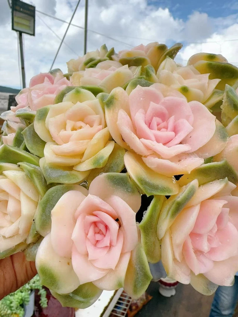 X香槟玫瑰 精品香槟  室内好养耐旱新手好养