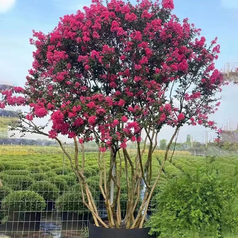 玫瑰红紫薇红火箭天鹅绒紫薇树盆栽地栽盆景桩庭院花卉耐寒耐热