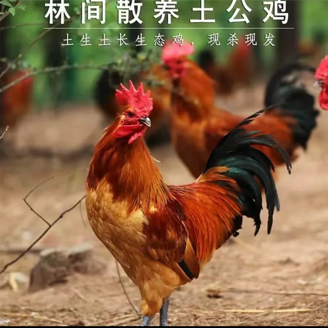 俩只黑爪大公鸡保8斤以上，加鸡胗一斤，到收保9斤以上的货品品