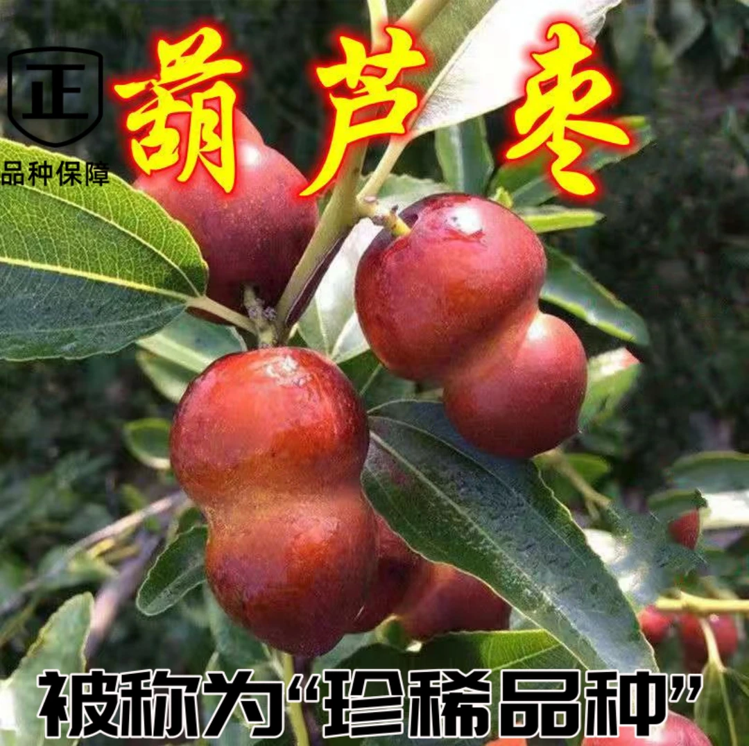 正宗嫁接新品种“葫芦枣”果形独特美观又好吃盆栽地栽均可种植