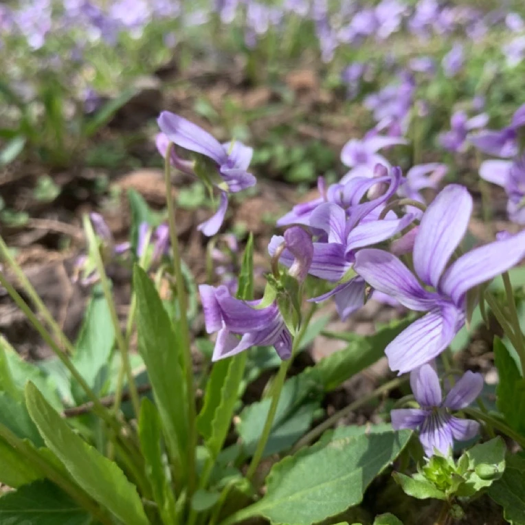 新鲜野紫花地丁犁头草苦地丁草茶农家现采各种野菜现摘现发货
