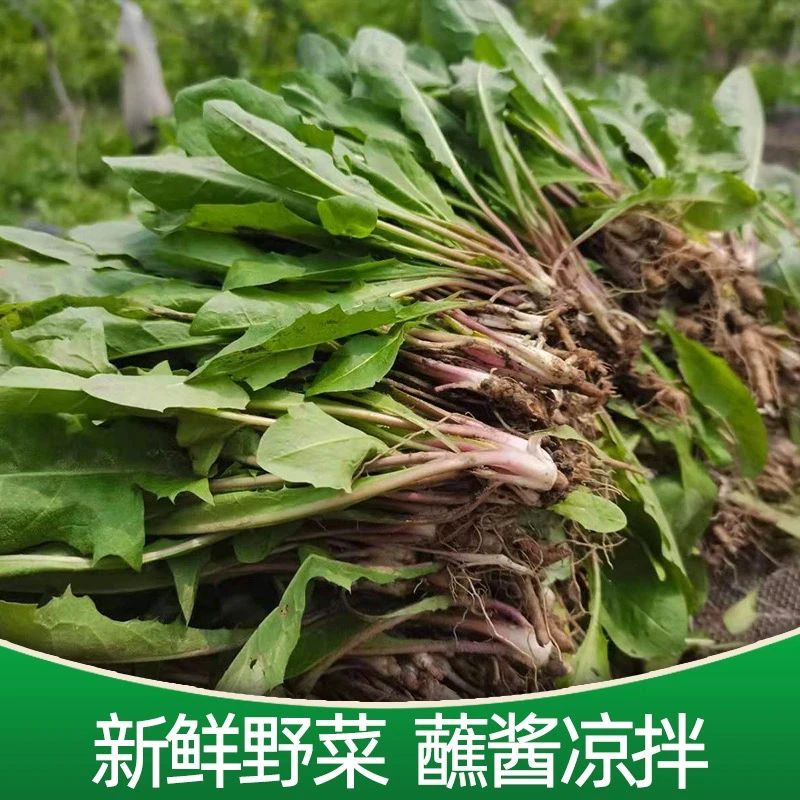 新鲜野生现挖蒲公英农田种植天然食用级婆婆丁野菜